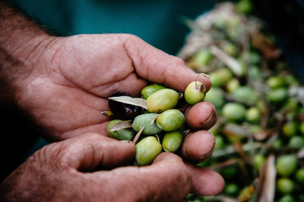 Alentejo olives
