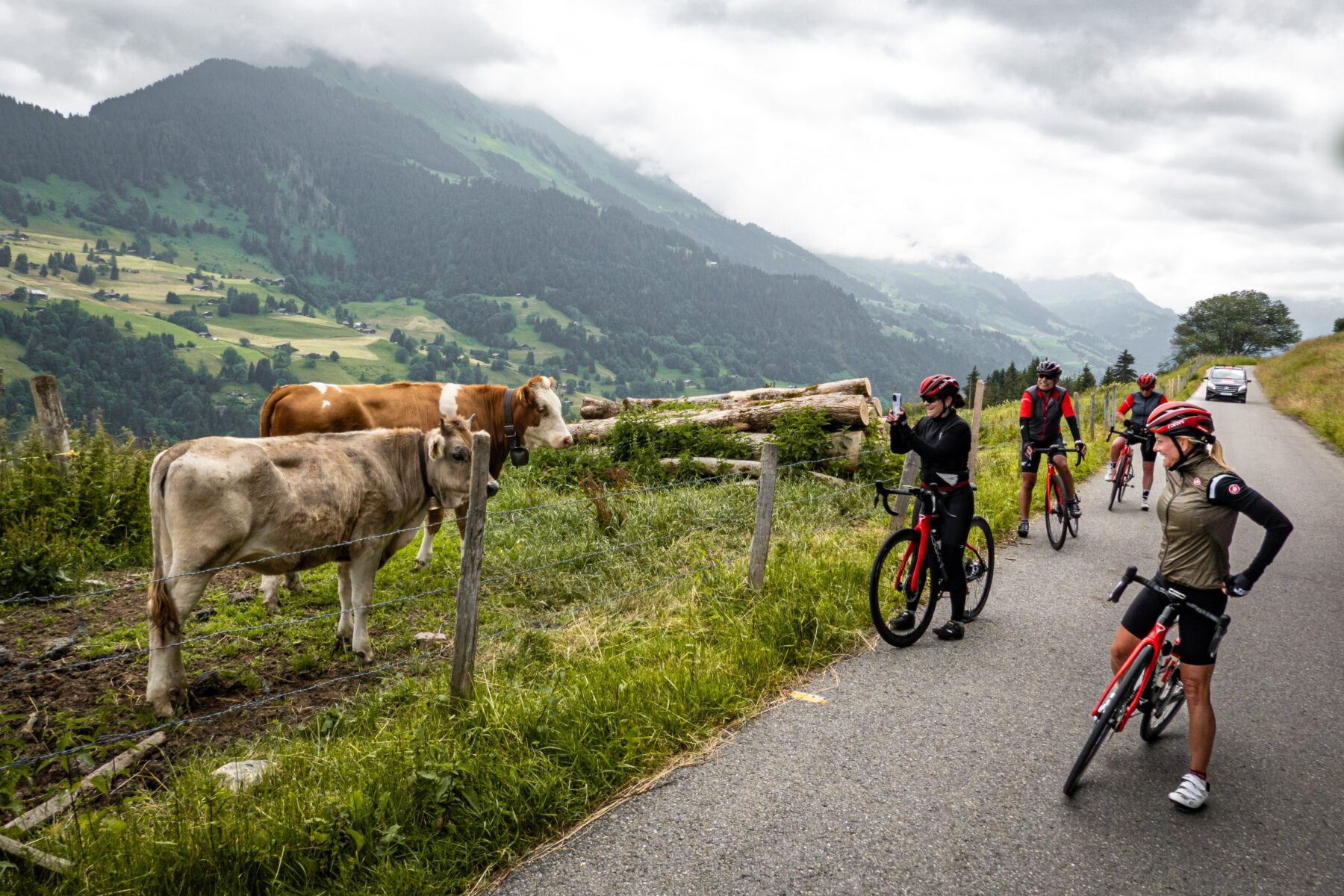 cyclists & cows on roadside