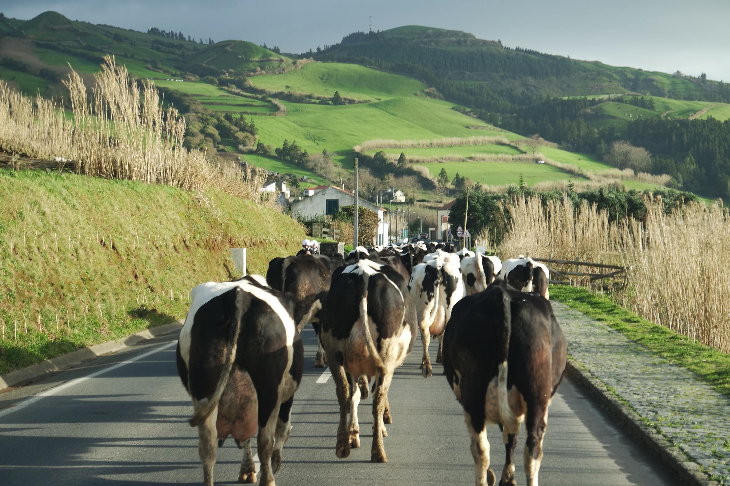 cows on a road