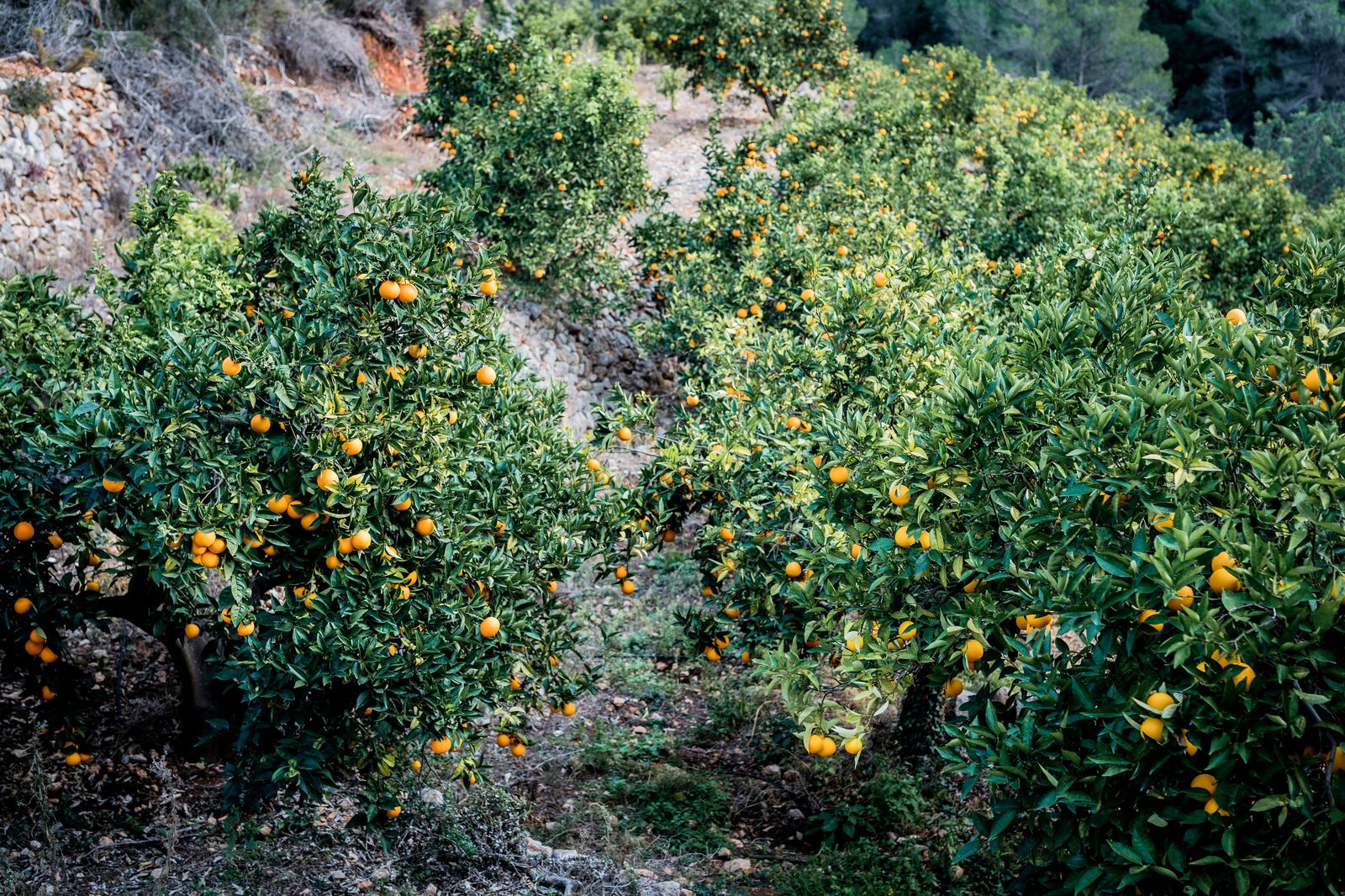 Climbs of Alicante_Coll de Rates01_2024-startt-alicante-bike-tour